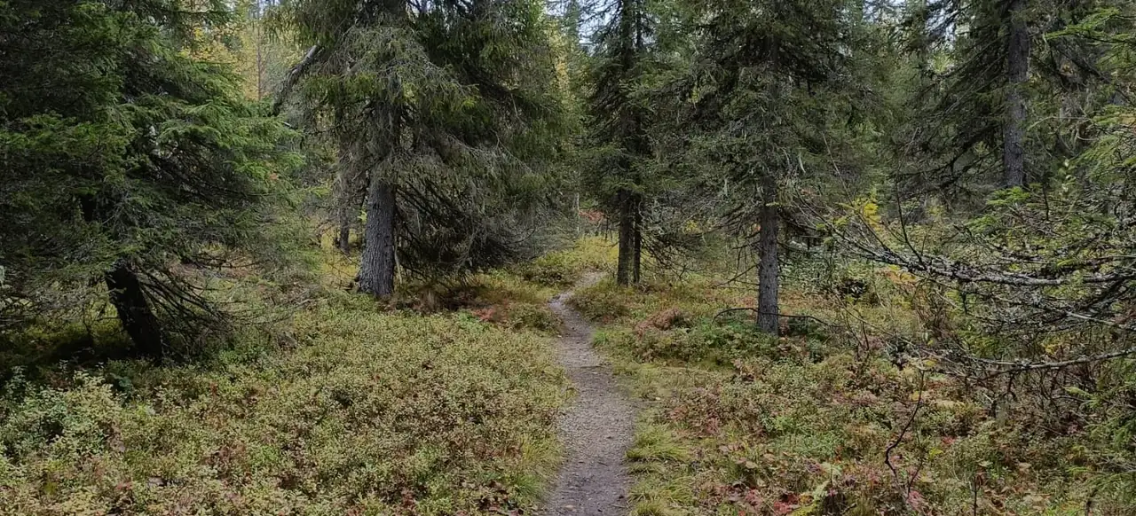 Aloittavan yrittäjän polku